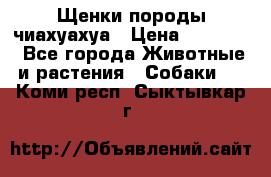 Щенки породы чиахуахуа › Цена ­ 12 000 - Все города Животные и растения » Собаки   . Коми респ.,Сыктывкар г.